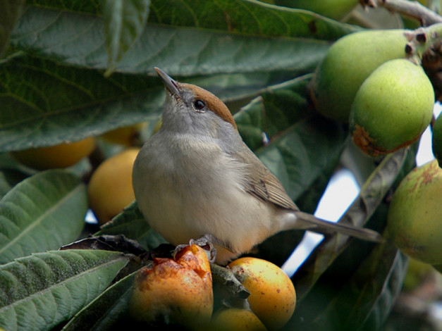 Обои картинки фото животные, птицы