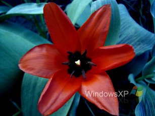 Картинка компьютеры windows xp