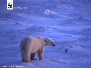 Картинка животные медведи