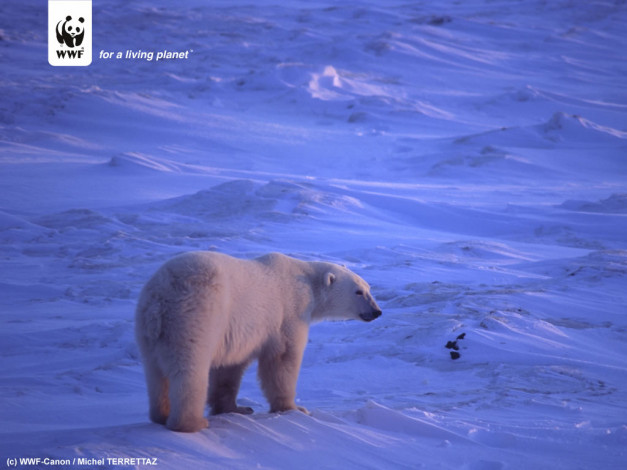 Обои картинки фото животные, медведи