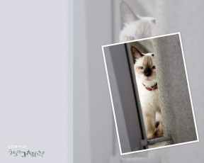 Картинка животные коты