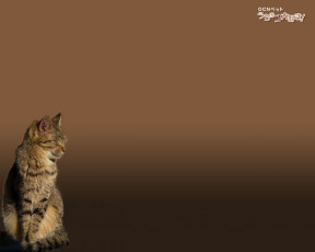 Картинка животные коты