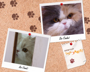 Картинка животные коты