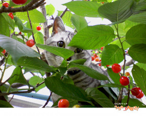 Картинка животные коты