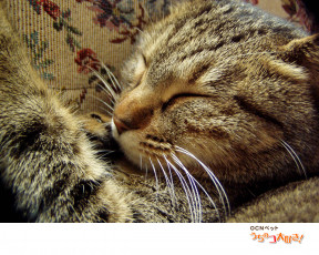 Картинка животные коты