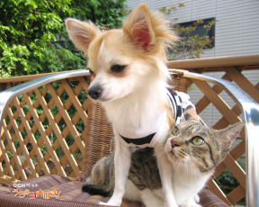 Картинка животные разные вместе