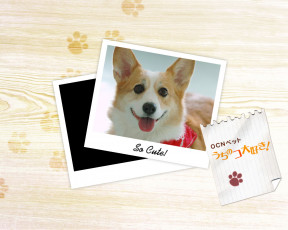 Картинка животные собаки