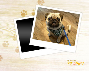 Картинка животные собаки