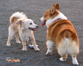 Картинка животные собаки