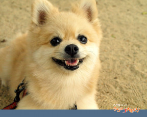 Картинка животные собаки