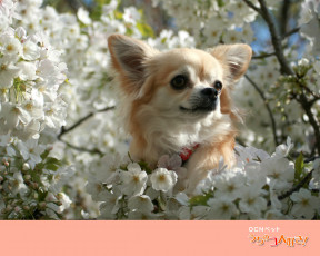 Картинка животные собаки