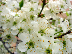 Картинка цветы цветущие деревья кустарники