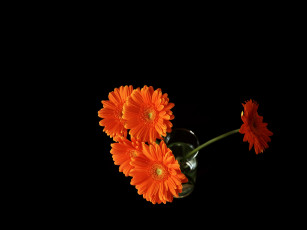 Картинка цветы герберы