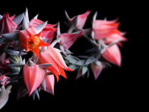 Картинка цветы каланхоэ