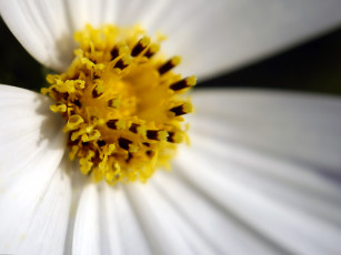 Картинка цветы космея