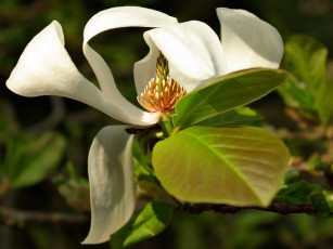 Картинка цветы магнолии