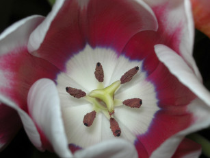 Картинка цветы тюльпаны