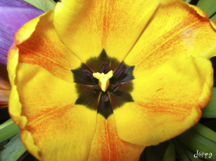 Картинка цветы тюльпаны