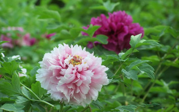 Картинка цветы пионы