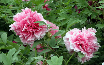 Картинка цветы пионы