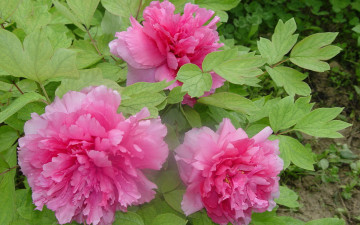 Картинка цветы пионы