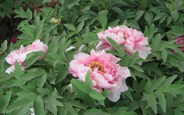 Картинка цветы пионы