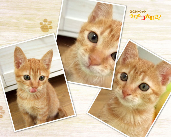 Обои картинки фото животные, коты