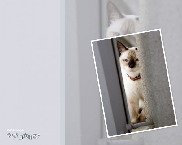 Обои картинки фото животные, коты