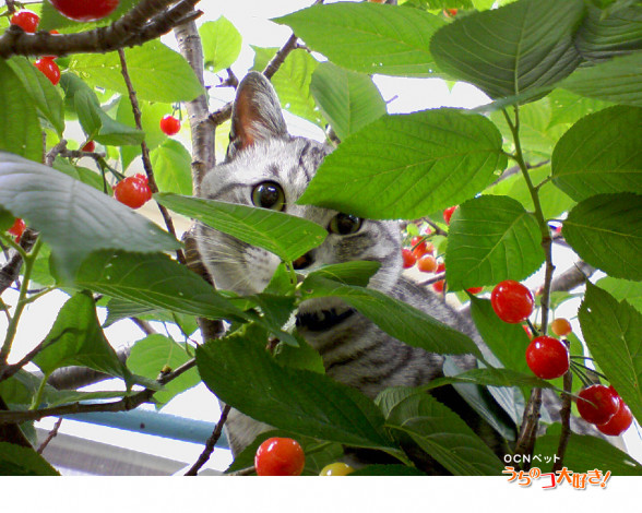 Обои картинки фото животные, коты