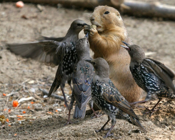 Обои картинки фото животные, разные, вместе