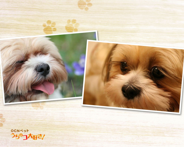 Обои картинки фото животные, собаки