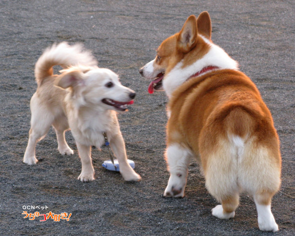 Обои картинки фото животные, собаки