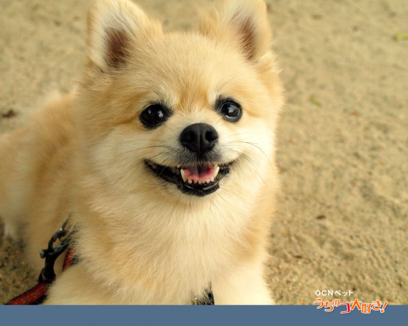 Обои картинки фото животные, собаки