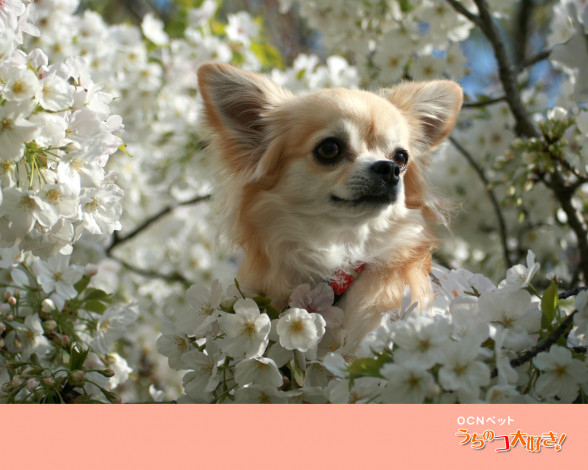 Обои картинки фото животные, собаки