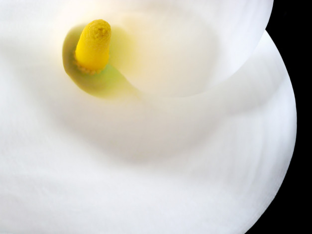 Обои картинки фото цветы, каллы