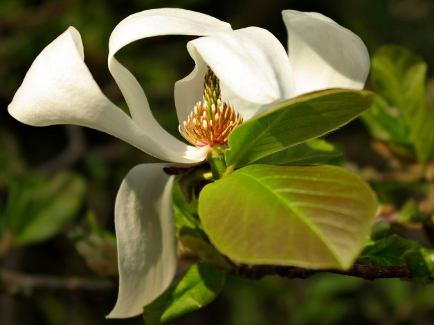 Обои картинки фото цветы, магнолии