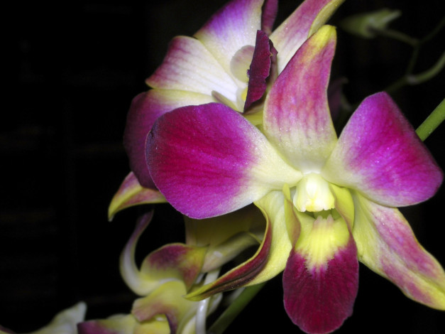 Обои картинки фото цветы, орхидеи