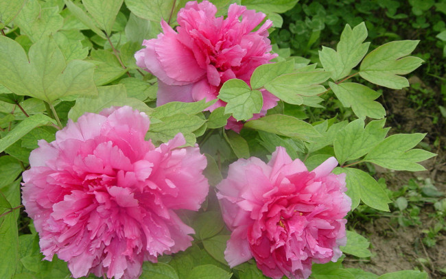 Обои картинки фото цветы, пионы