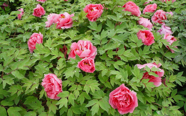 Обои картинки фото цветы, пионы