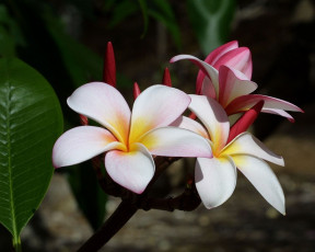 Картинка цветы плюмерия