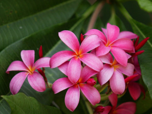 Картинка цветы плюмерия
