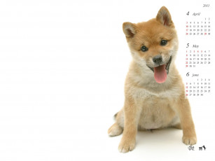 обоя календари, животные