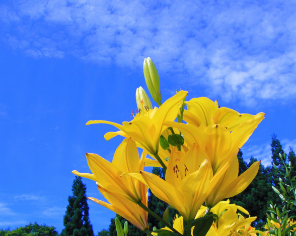 Обои картинки фото цветы, лилии, лилейники