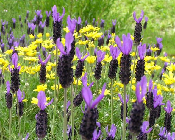 Обои картинки фото цветы, разные, вместе