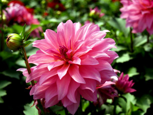 Картинка цветы георгины лепестки