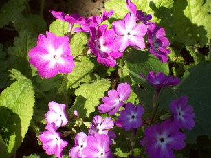 Картинка цветы примулы сиреневый