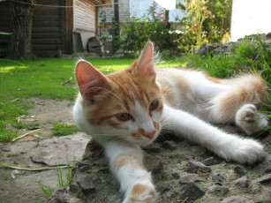 Картинка животные коты cat