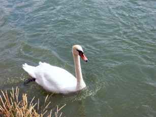 Картинка животные лебеди лебедь