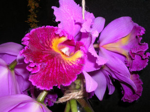 Картинка цветы орхидеи экзотика