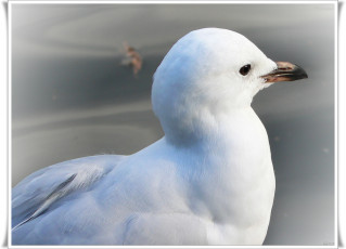 Картинка животные Чайки бакланы крачки чайка